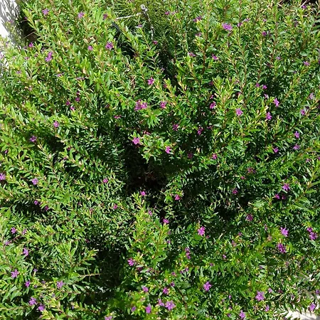 Accommodatie bij particulieren Green54oro *