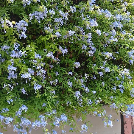 Alloggio in famiglia Green54oro Bari