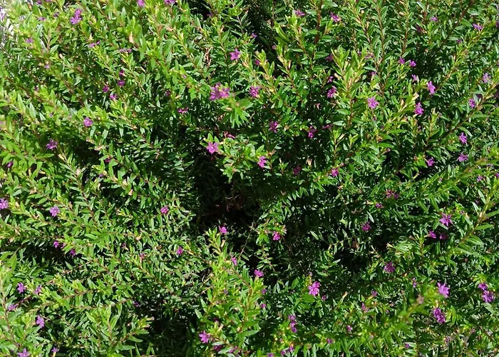 منزل للإقامة Green54oro *